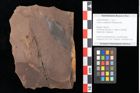 Foto (Objekt + Etikett) von Quercus palaeoilex Ettingshausen (NHMW-GEO-2024-0188-0875)
